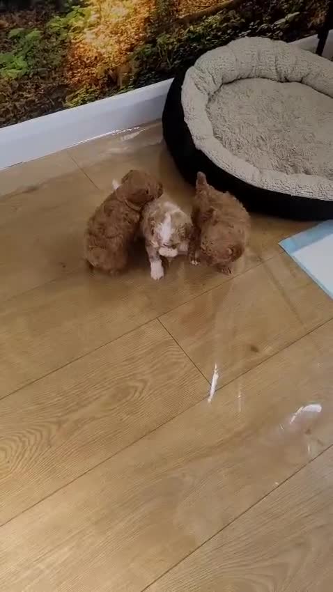 Toy Poodle dogs for sale: Gorgeous Toy poodle Puppies - 2 girls and 1 boy  in Dagenham - Video 1