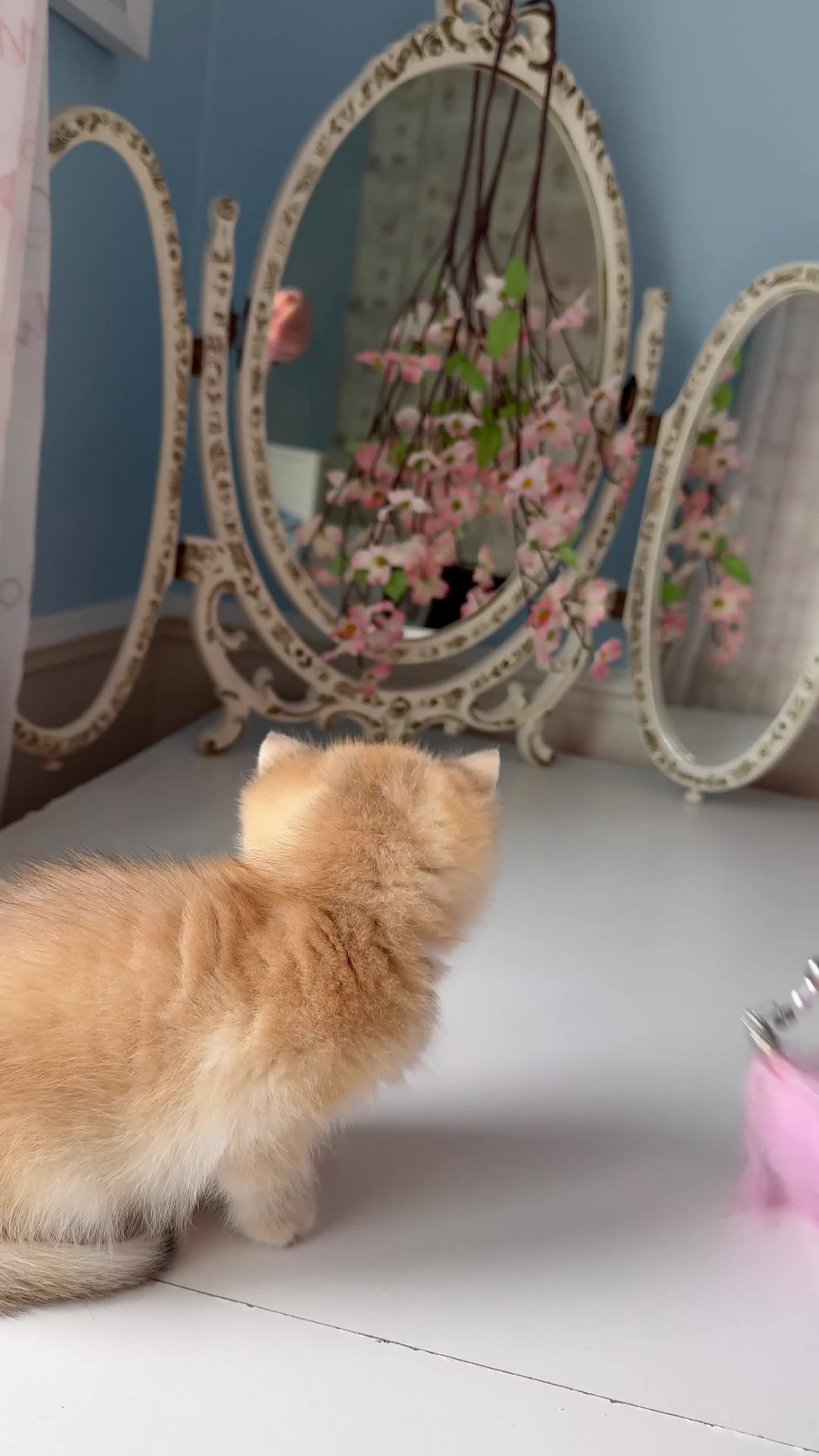 British Shorthair cats for sale: 🌟Adorable Golden Pure BSH kittens 🌟 - Video 1
