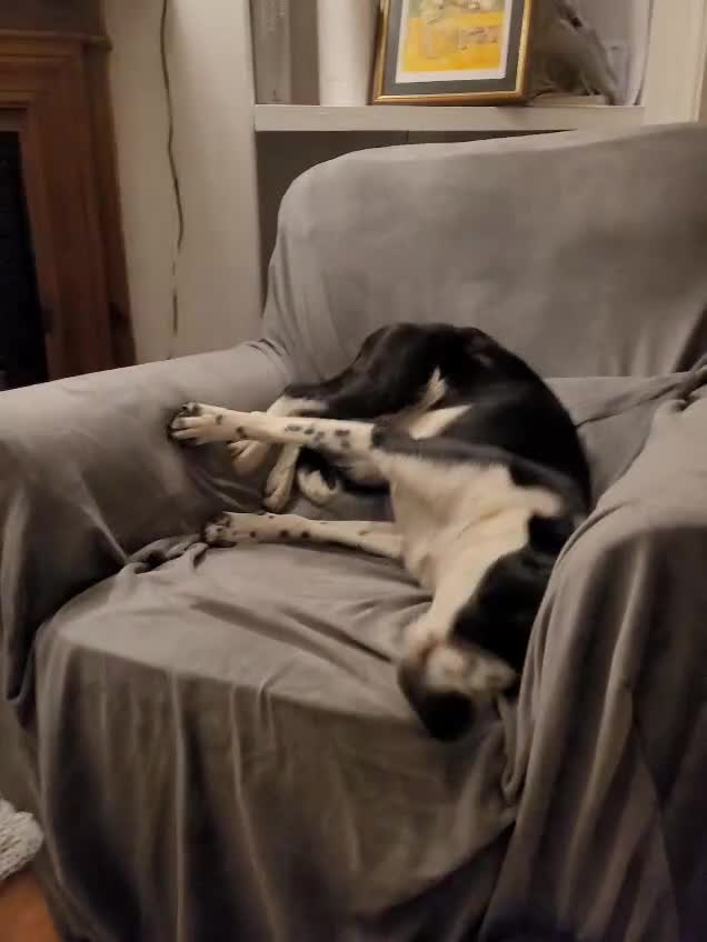 Mixed Breed dogs for adoption: Poppadom - Collie X Spaniel  in Newport - Video 2