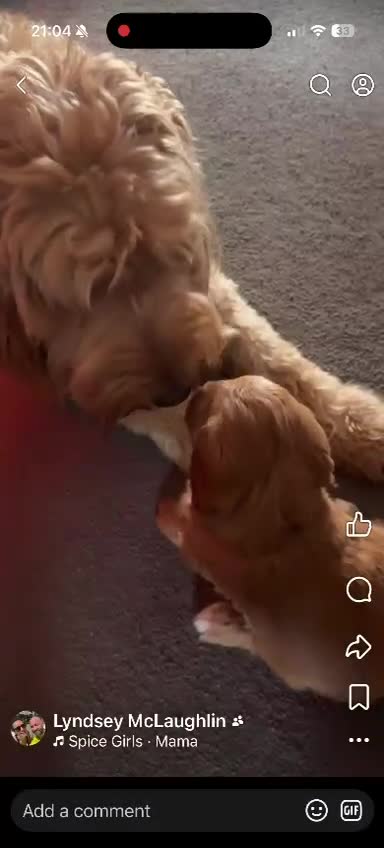 Mixed Breed dogs for sale: Australian labradoodle's - Video 1