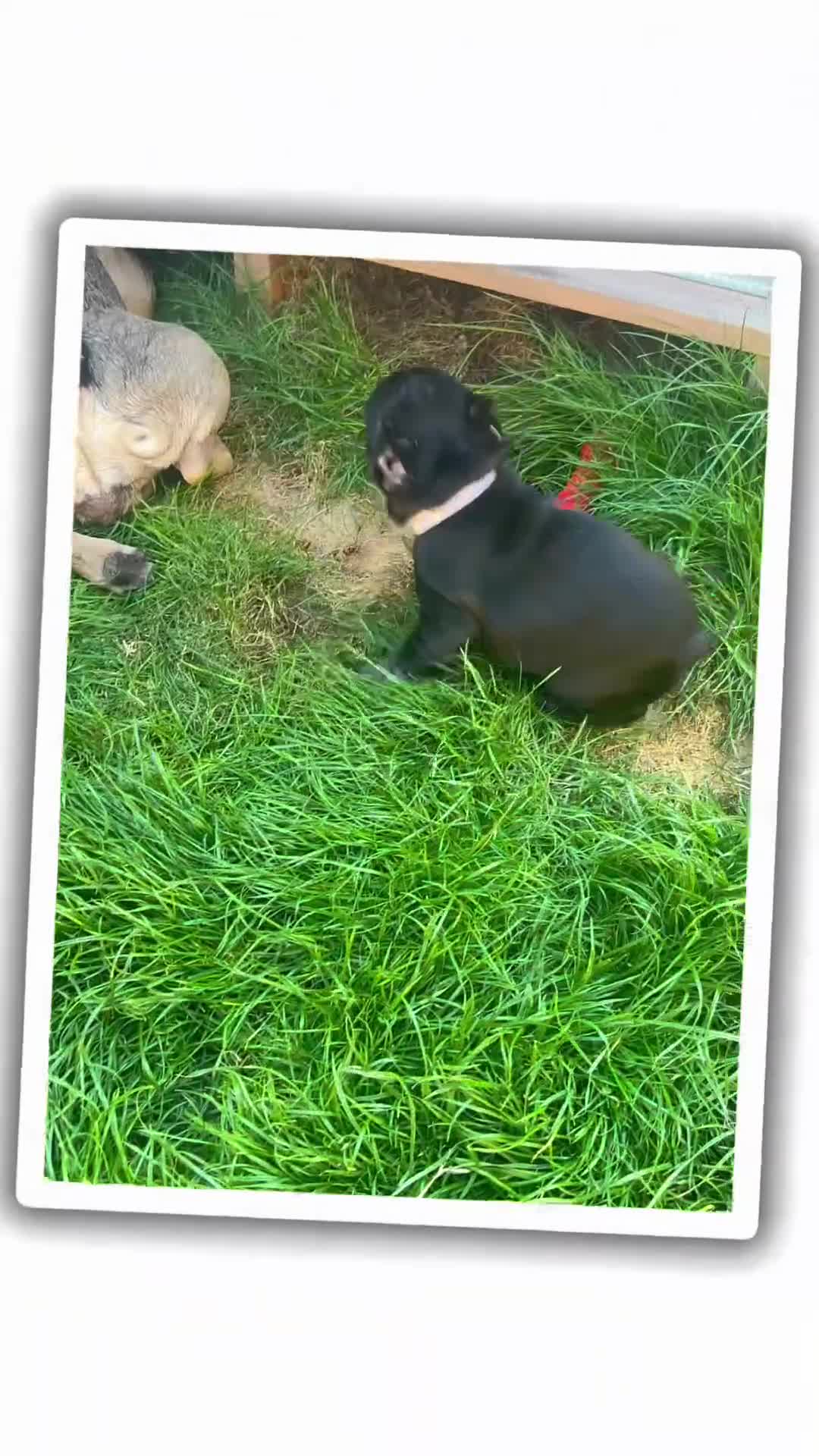 French Bulldog dogs for sale: French Buldog puppies  - Video 3