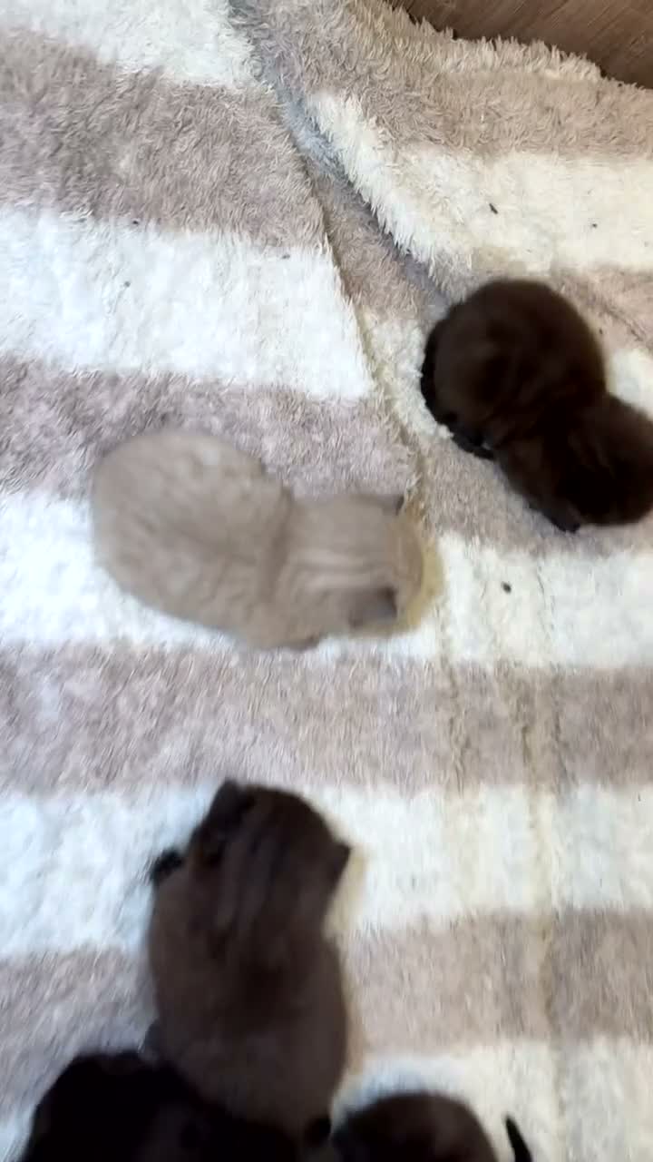 Mixed Breed cats for sale: 5 beautiful kittens for sale  - Video 2
