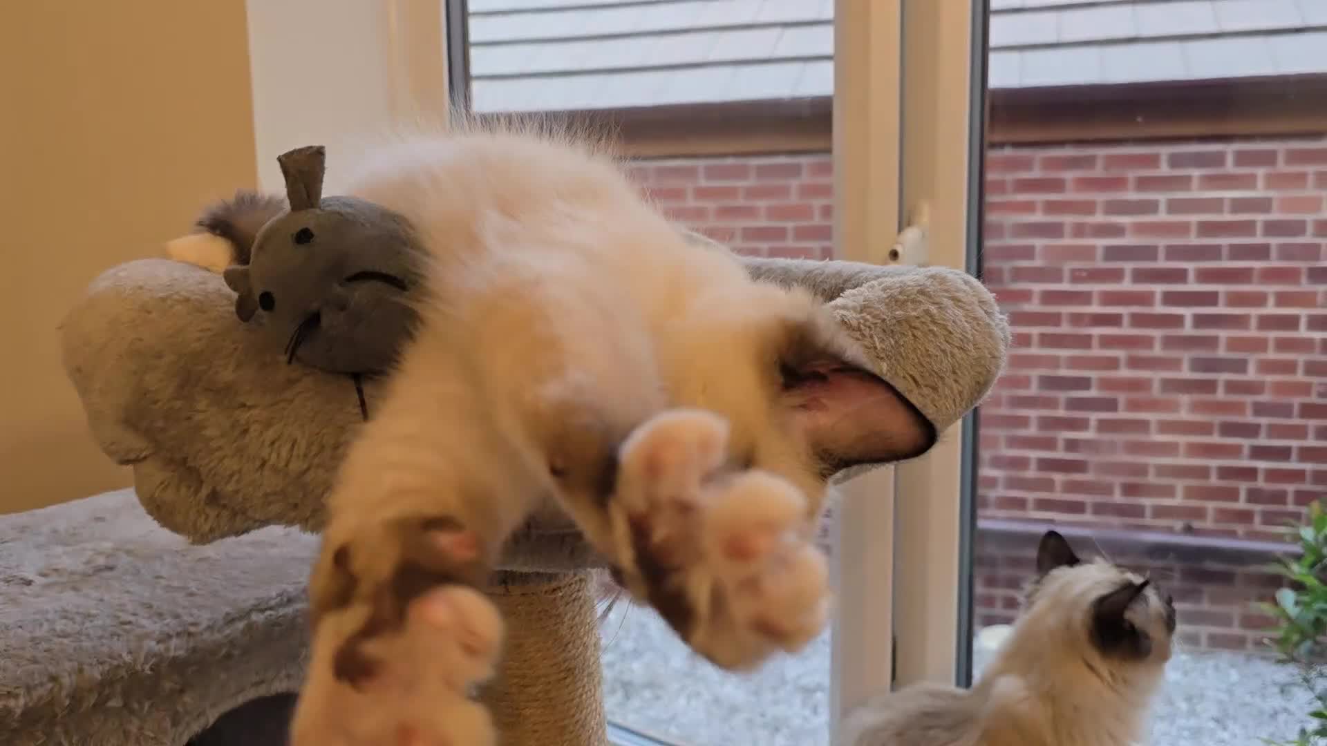 Ragdoll cats for sale:  Seal Colour Point White Mitted Ragdoll Kittens🐾 - Video 1