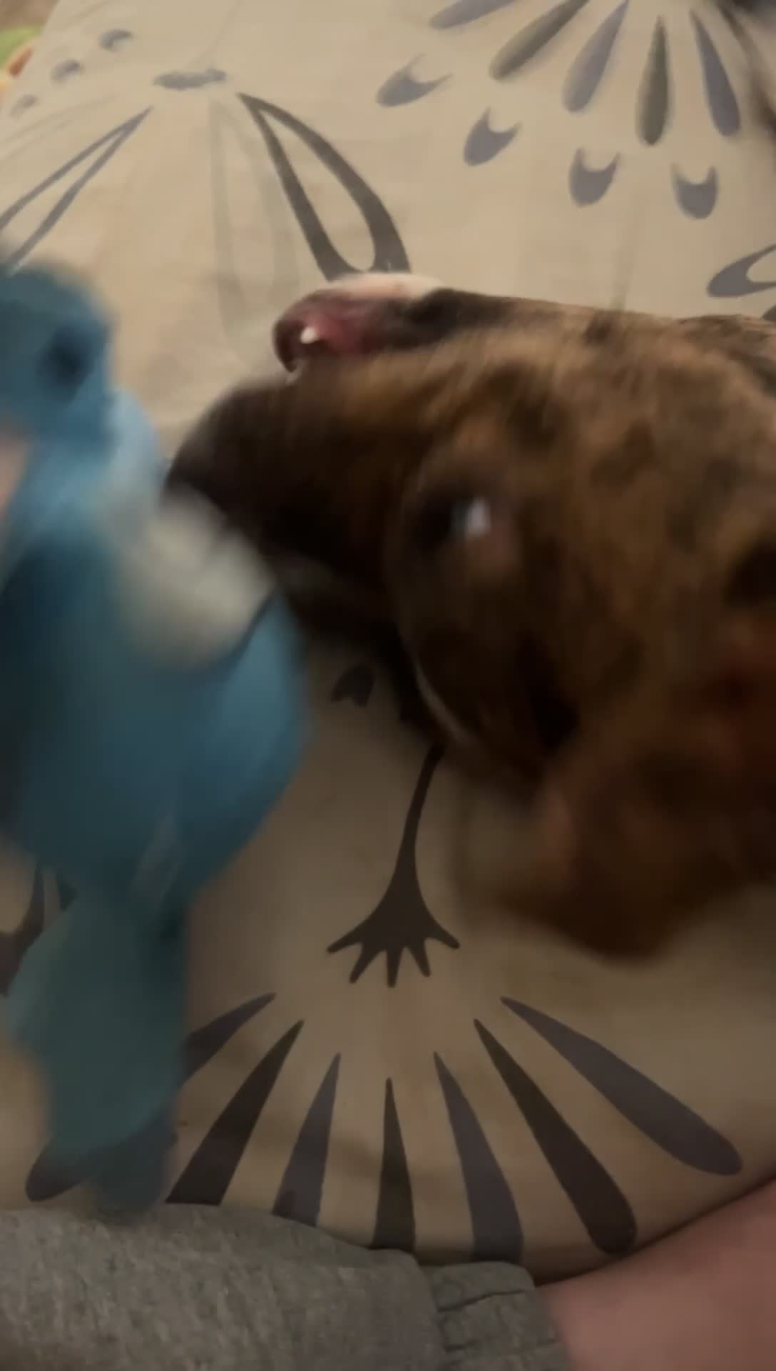 Mixed Breed dogs for sale: Staffy puppy - Video 3