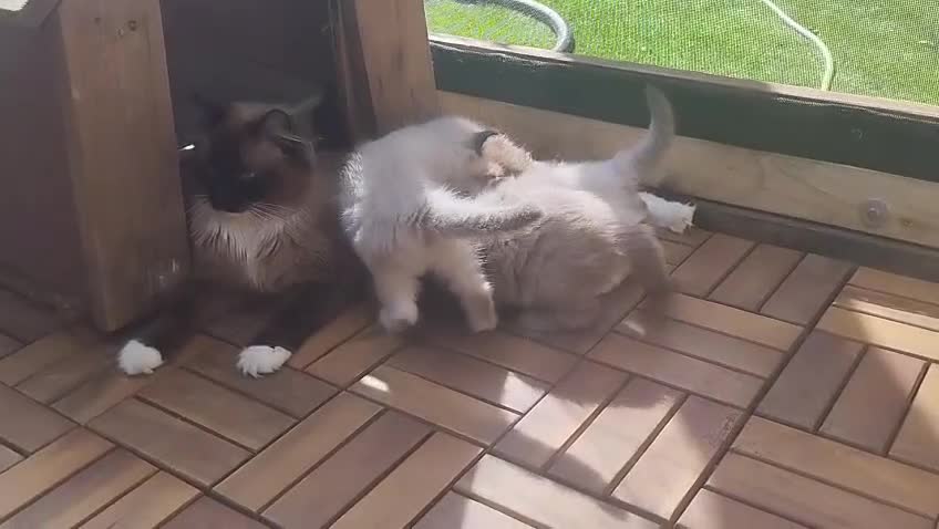 Ragdoll cats for sale: Beautiful Purebred Ragdoll Kittens  - Video 1