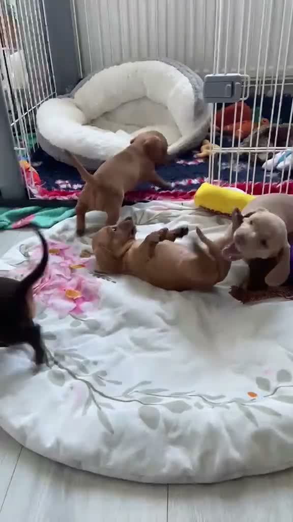 Miniature Dachshund dogs for sale: KC LITTER FROM HEALTH TESTED PARENTS - Video 1