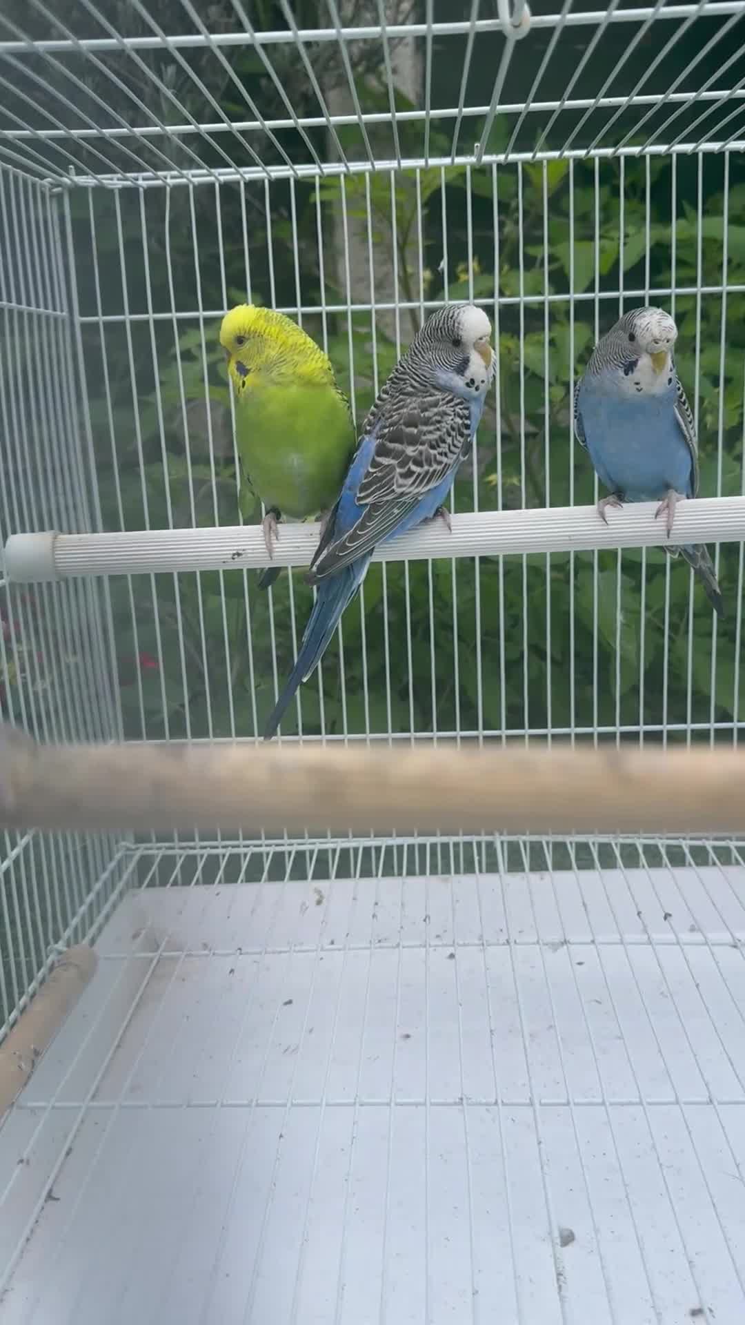 Budgerigars birds for sale: Double split budgies  - Video 1