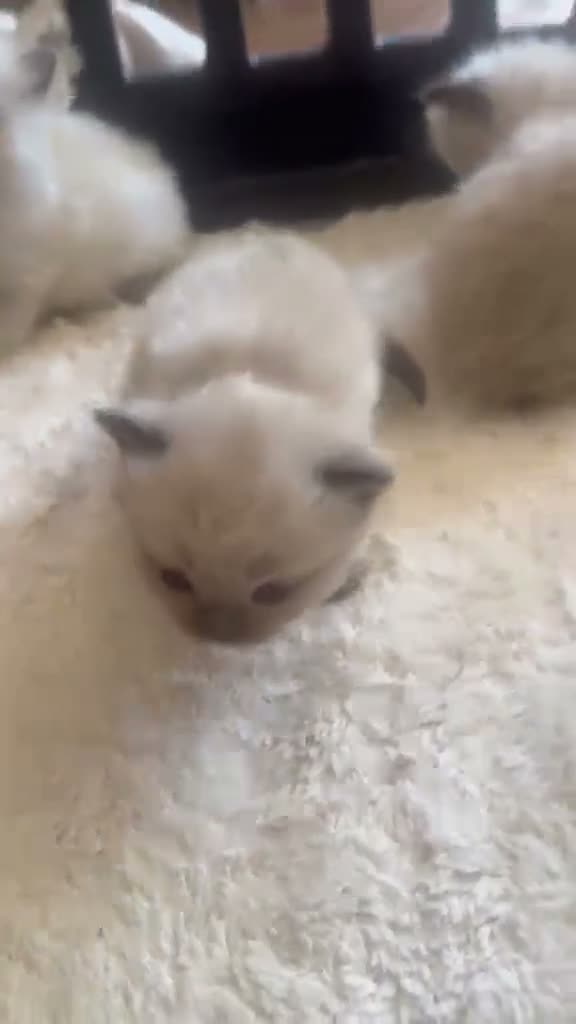 Ragdoll cats for sale: GCCF Ragdoll Kittens £800 in Chesham - Video 1