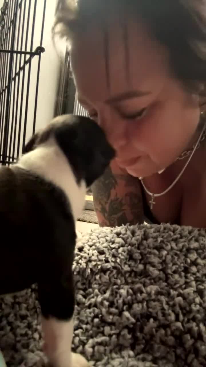 Boston Terrier dogs for sale: Kc Boston terrier  - Video 1