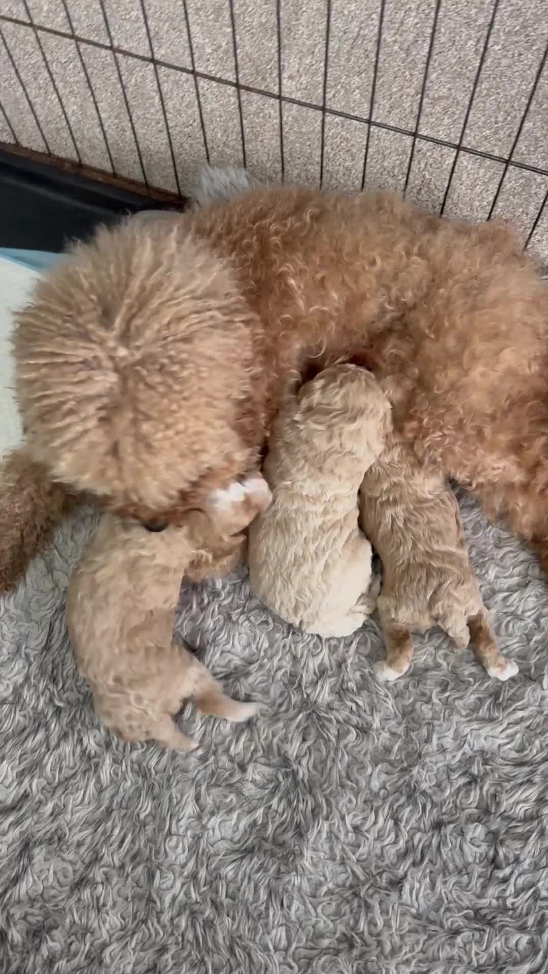 Poochon dogs for sale: Adorable Poochon Puppies  - Video 1