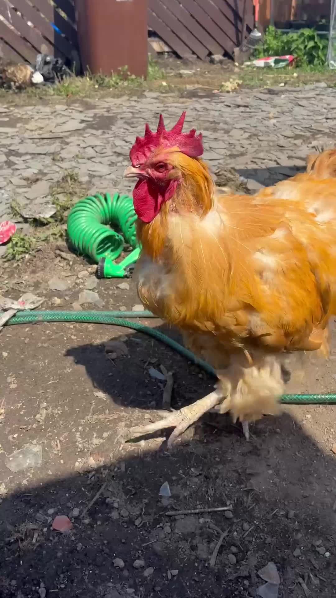 Chickens poultry for sale: Buff Orpington pair  - Video 1