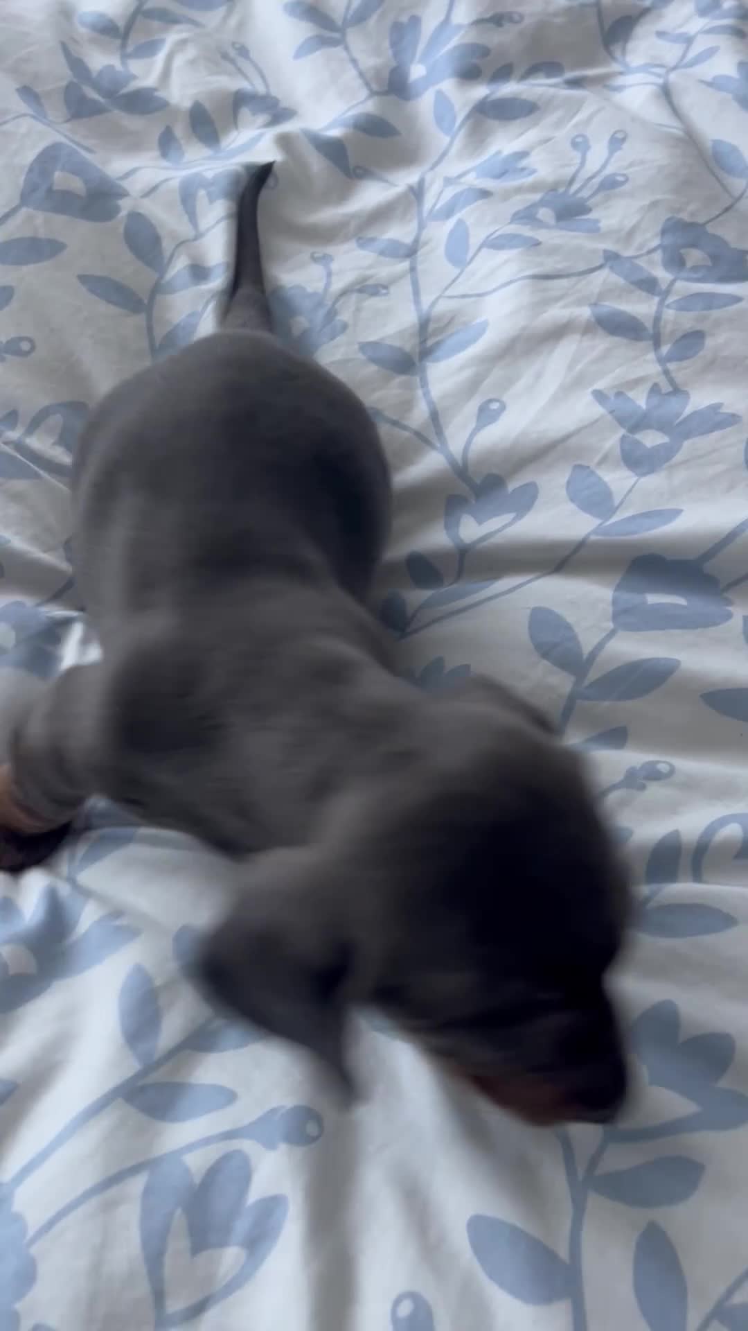 Miniature Dachshund dogs for sale: Miniature dachshund puppies - Video 2