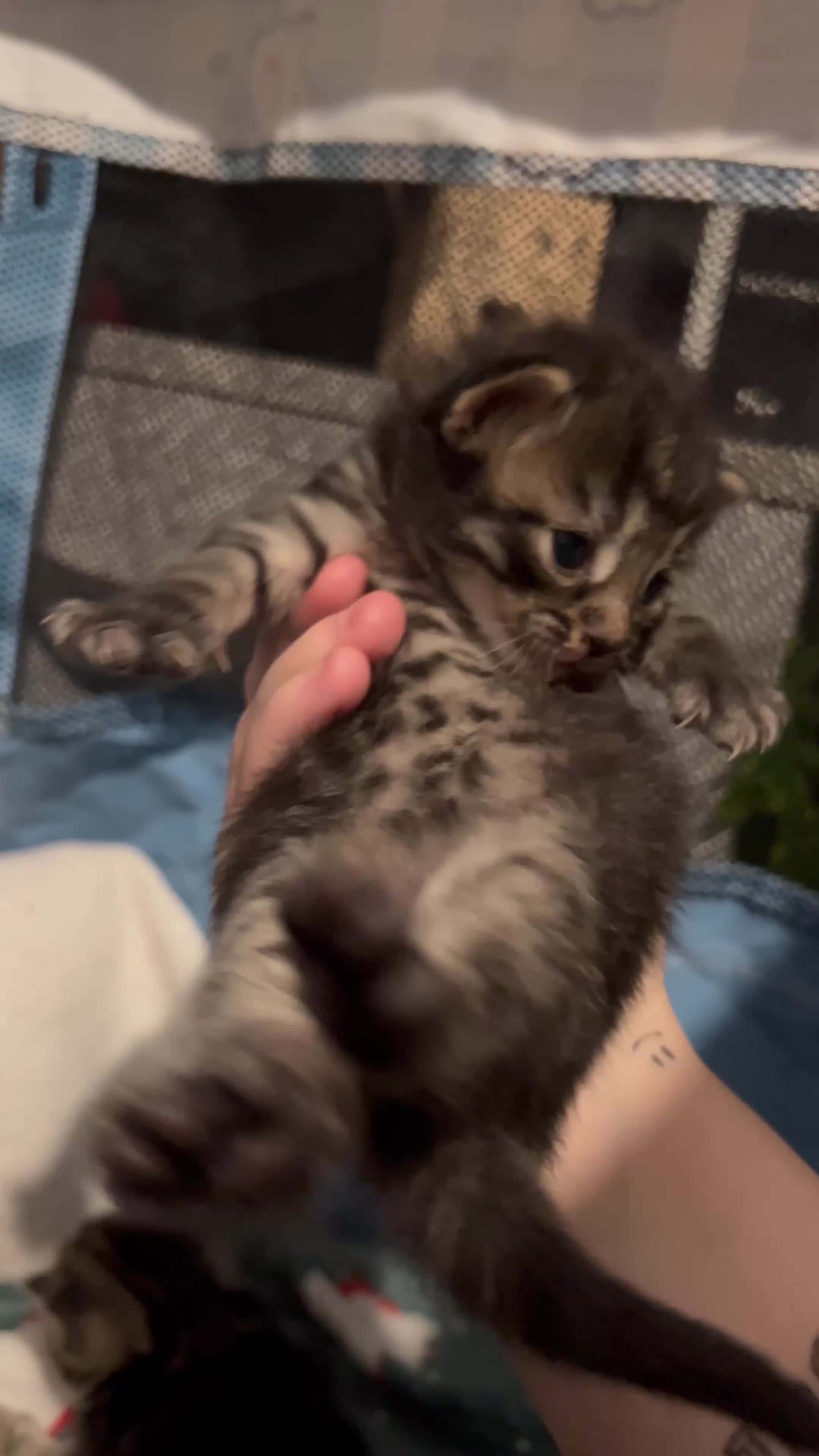 Mixed Breed cats for sale: Black Calico Tabby X American Wirehair Tabby - Video 1