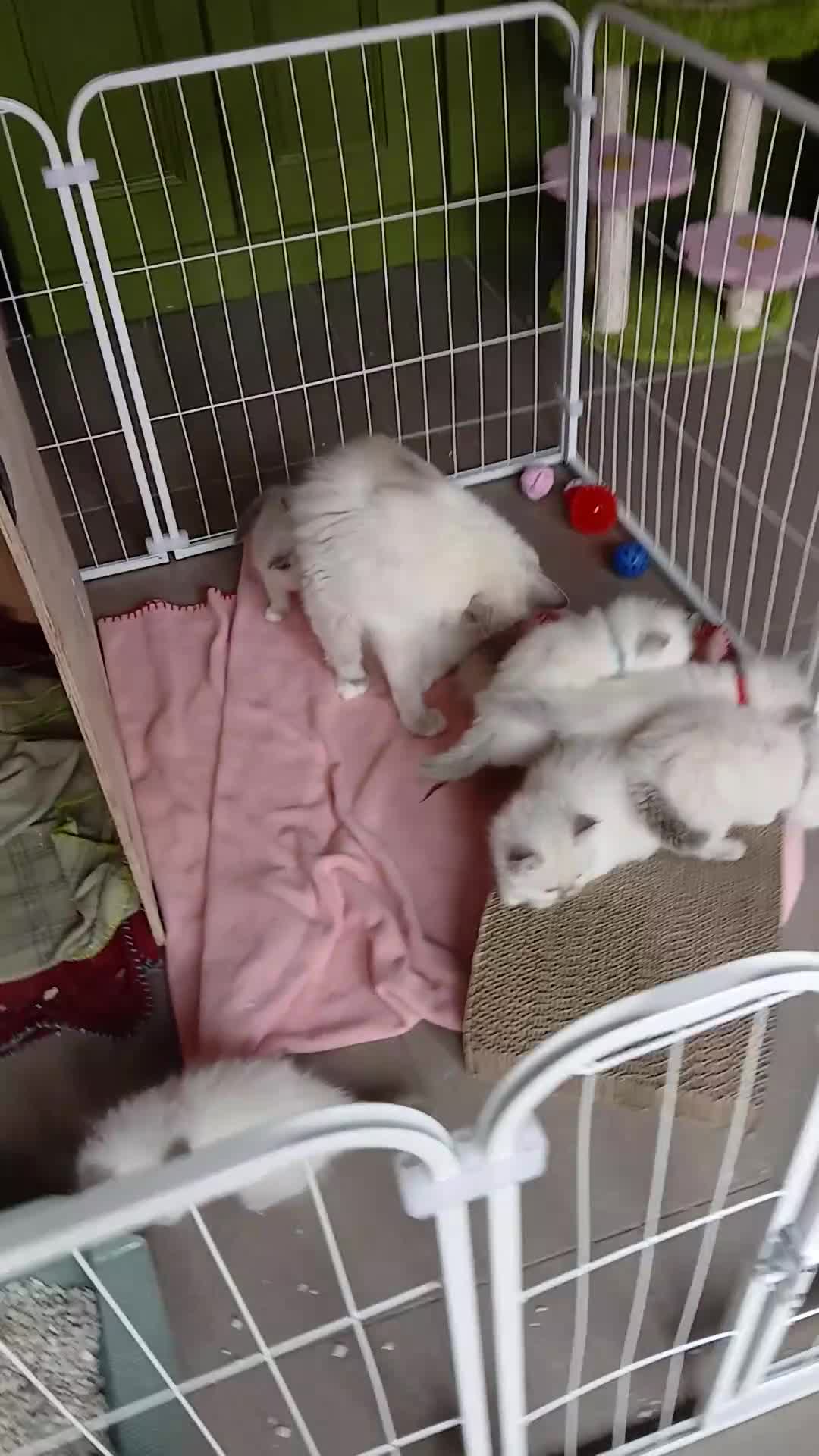 Ragdoll cats for sale: Ragdoll kittens in Cumnock - Video 1