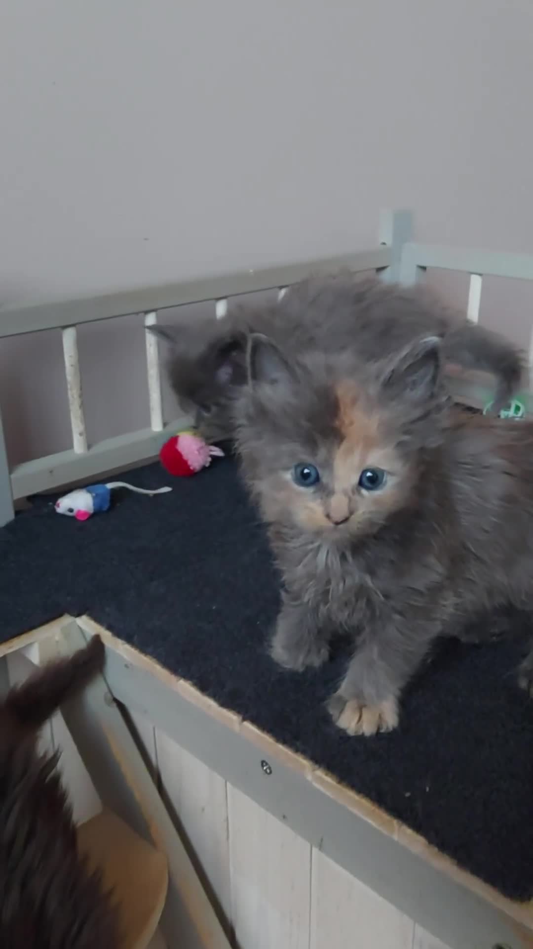 Maine Coon cats for sale: RARE COLOURS!!! MAINE COON KITTENS/DNA/GCCF  - Video 3