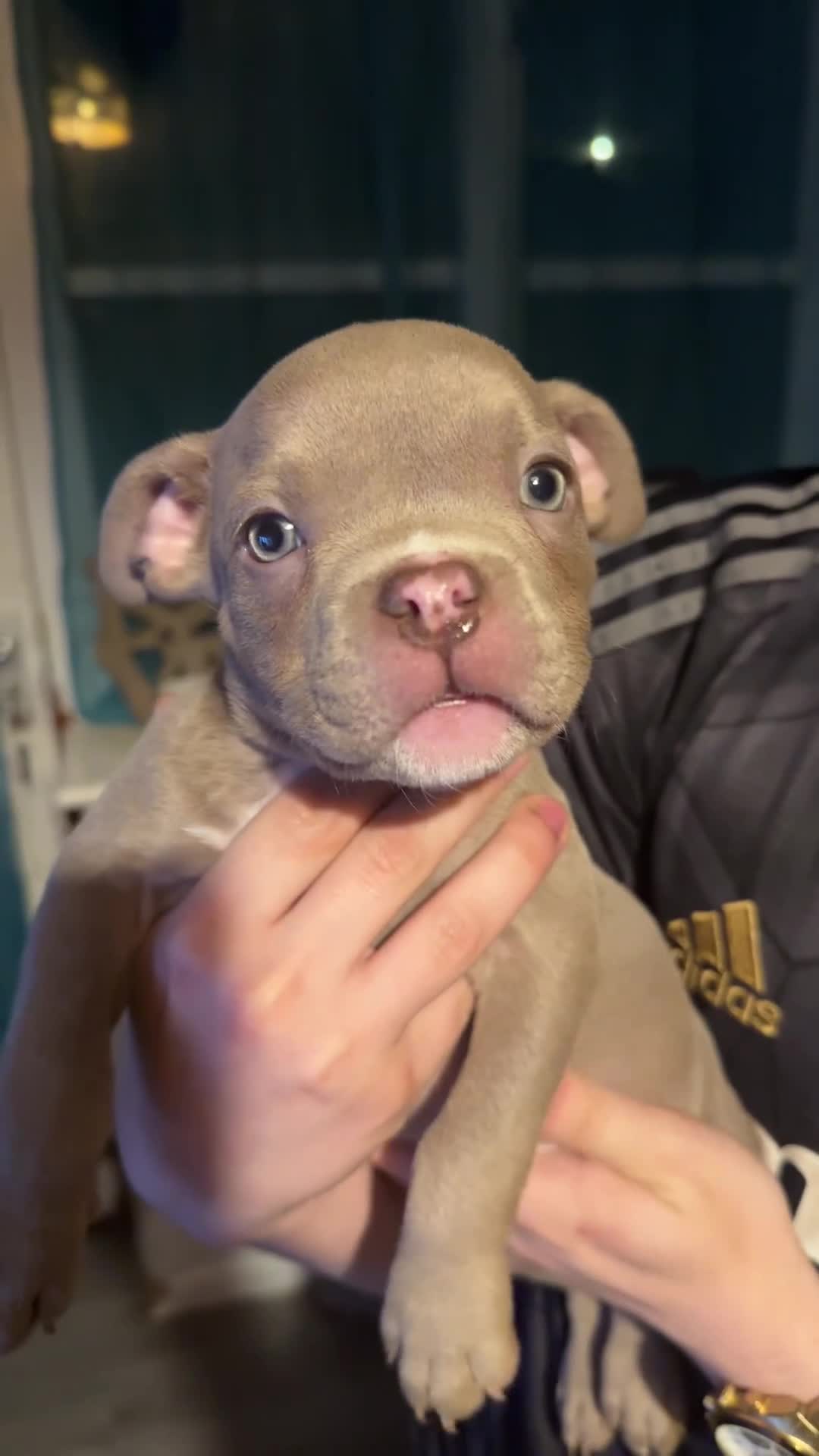 American Bully dogs for sale: Stunning pocket bully pups ABKC registered - Video 2