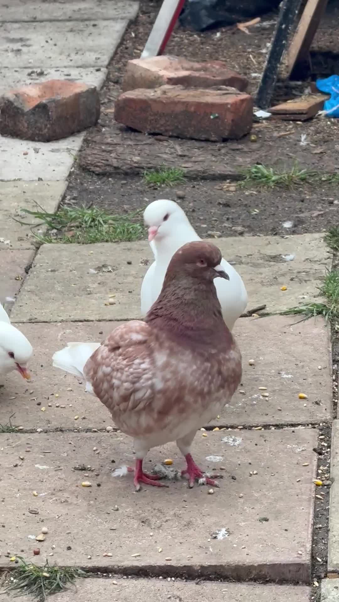Pigeons birds for sale: Pigeons for sale - Video 3