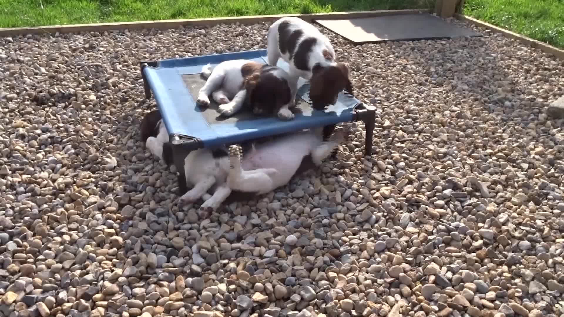 English Springer Spaniel dogs for sale: Two Gorgeous Boy English Springer Spaniel Puppies  - Video 2