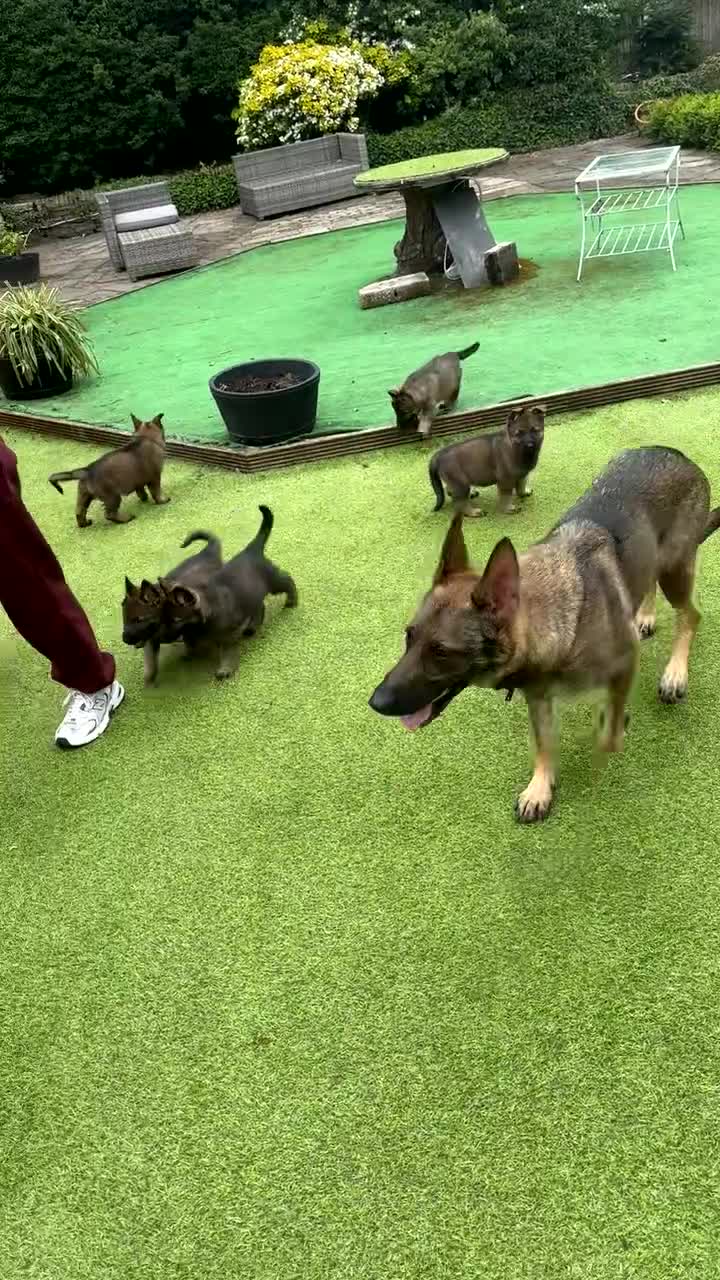 German Shepherd dogs for sale: 4 rare female German shepherd pups kc reg working  - Video 2