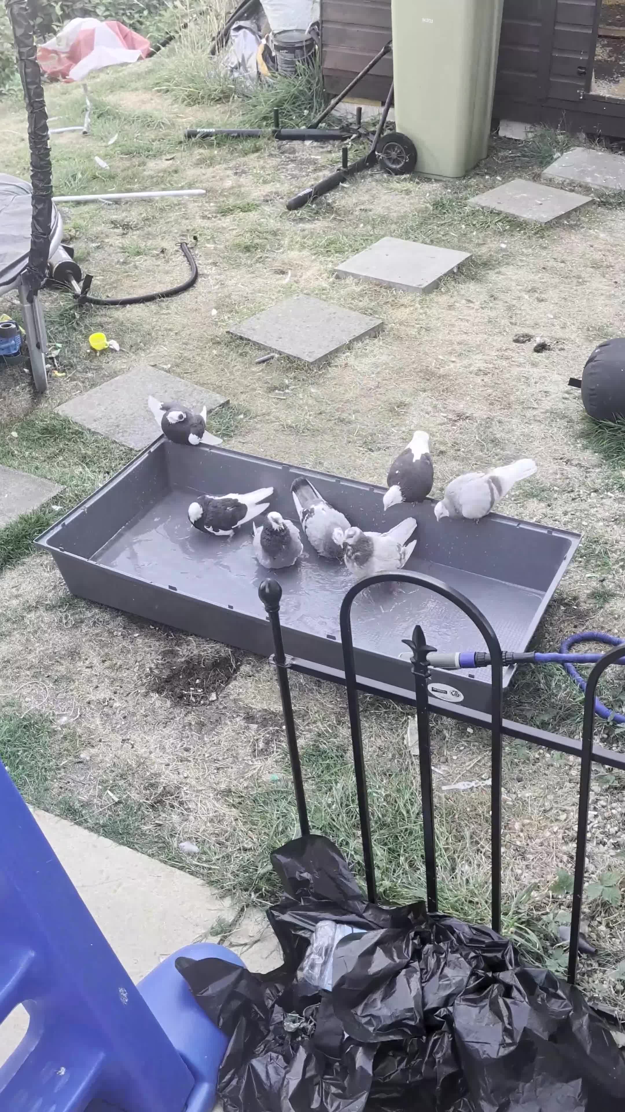Pigeons birds for sale: Roller pigeons  - Video 1