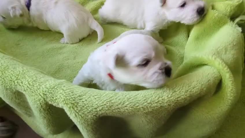 West Highland Terrier dogs for sale: Beautiful KC Registered White WestHighland Terrier - Video 3