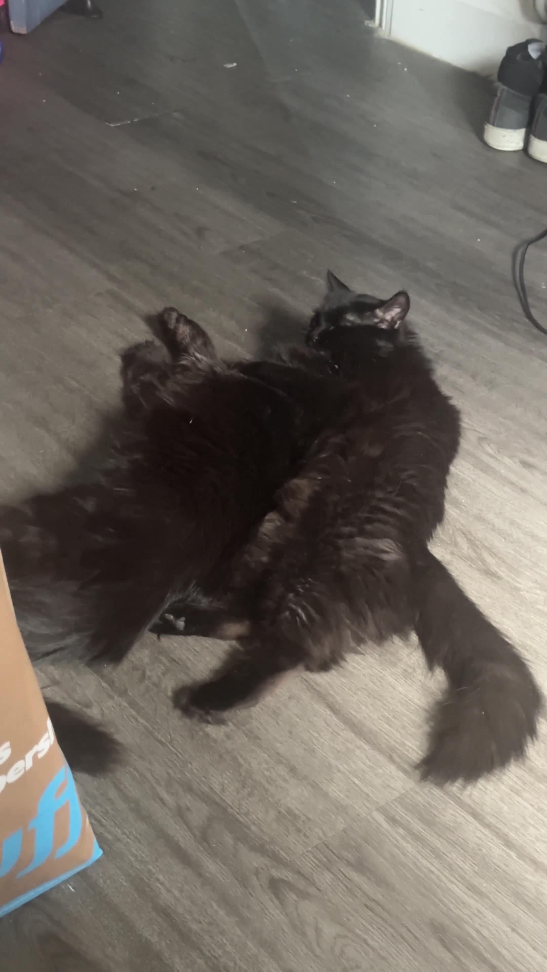 Ragdoll cats for sale: Chocolate Ragdoll mixed breed & Mum - Video 1