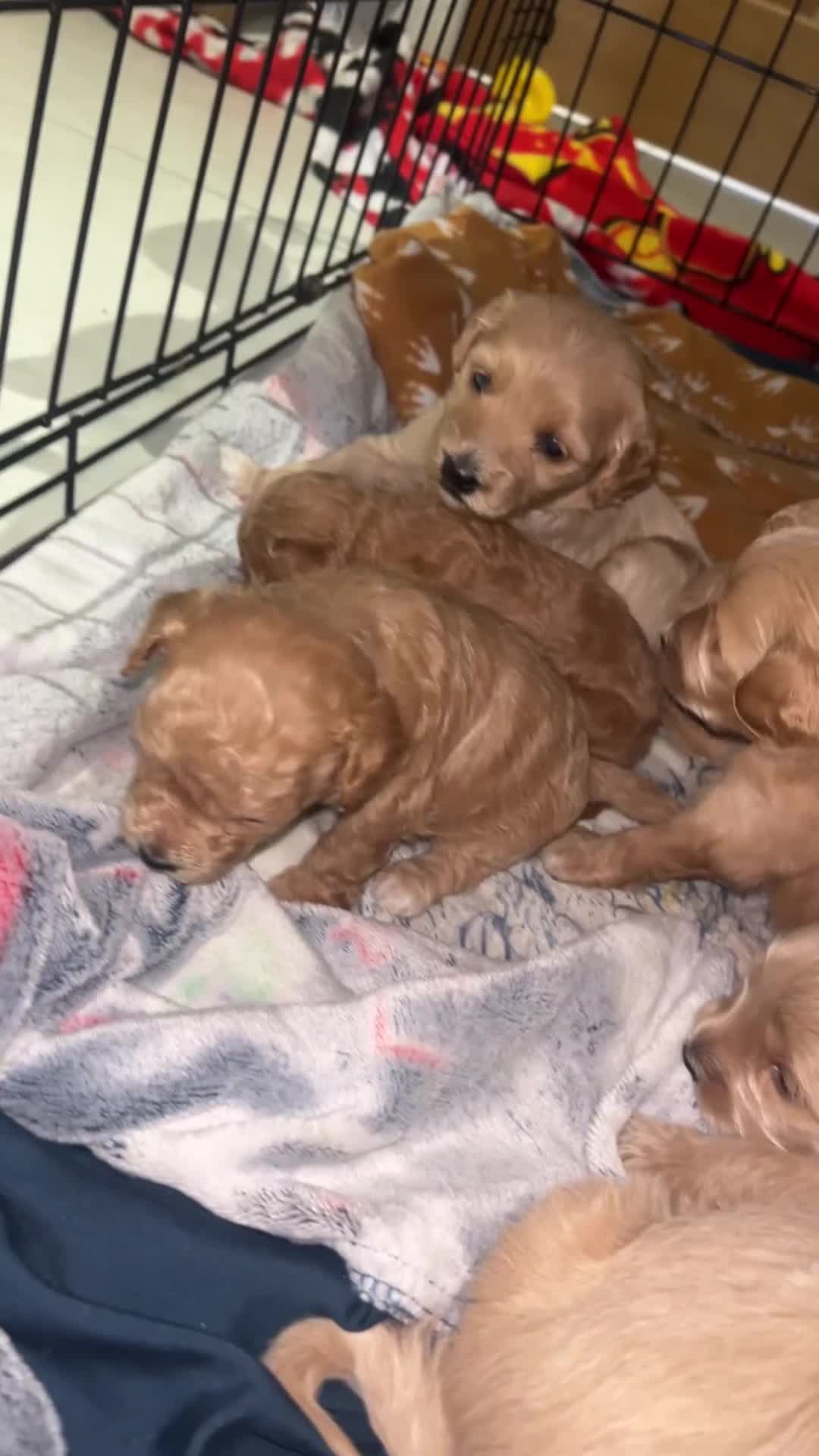 Schnoodle dogs for sale: 7 schnoodle puppies  - Video 2