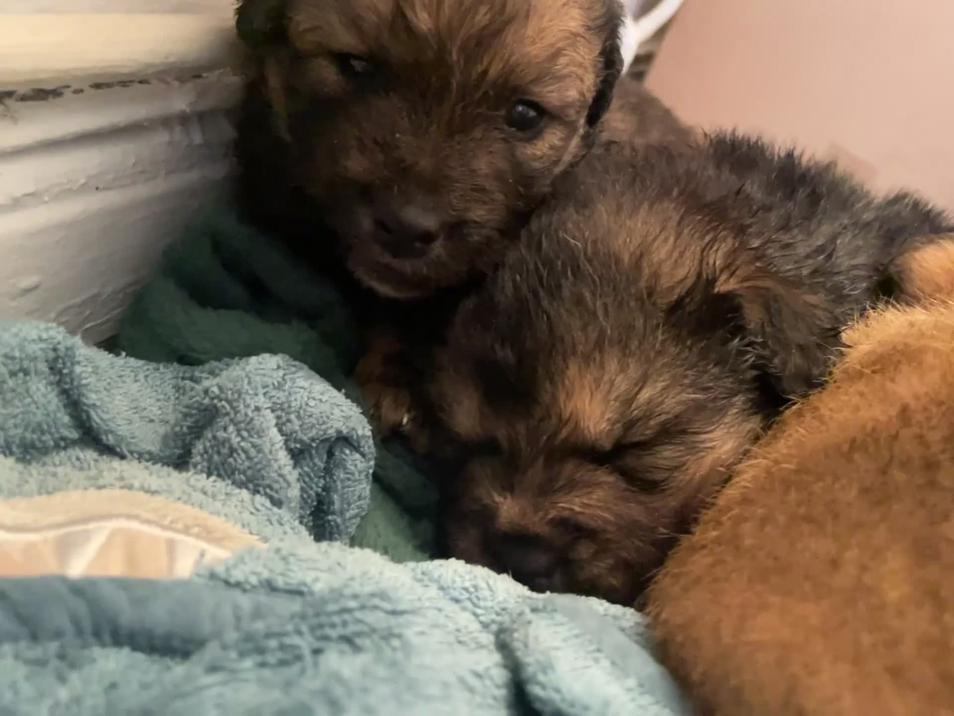 Mixed Breed dogs for sale: *only 1 male left* Malkita puppies 4 boys - Video 2