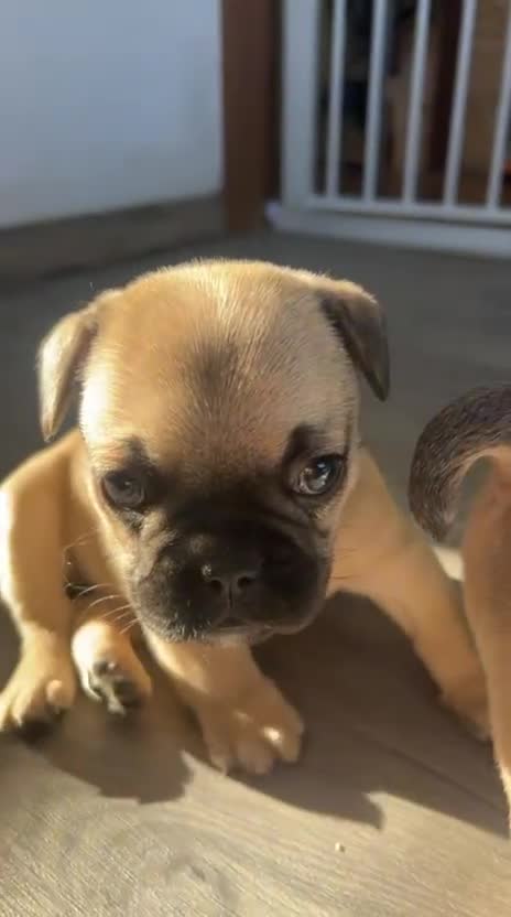 French Bulldog dogs for sale: French bulldog boy  in Hull - Video 1