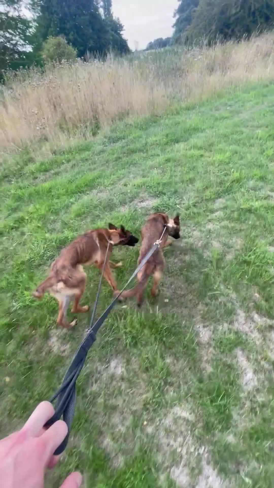 Belgian Shepherd Dog dogs for sale: 6x Malinois Puppies for Adoption - Video 3