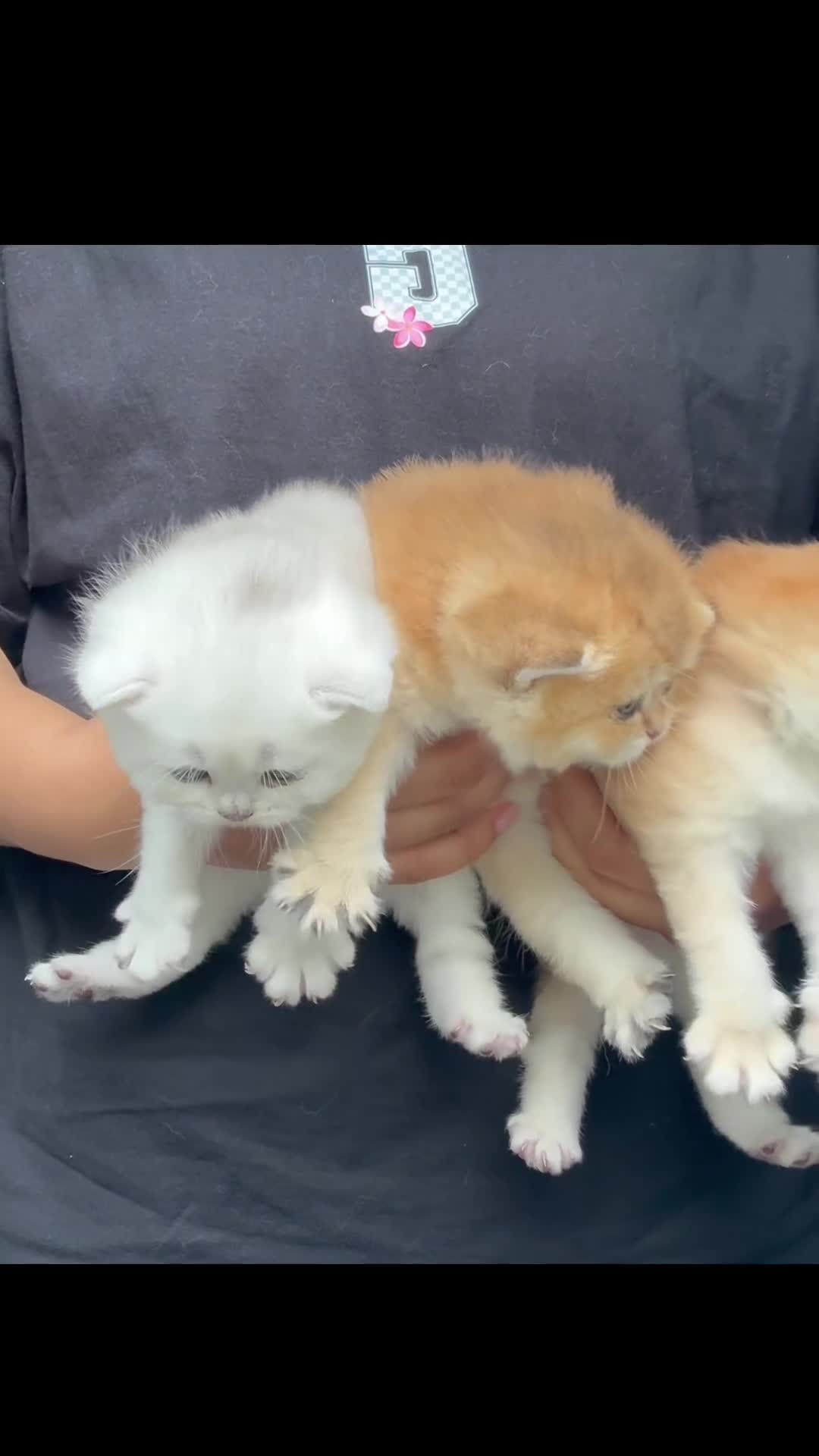 British Shorthair cats for sale: Golden and Silverline BSH  - Video 1