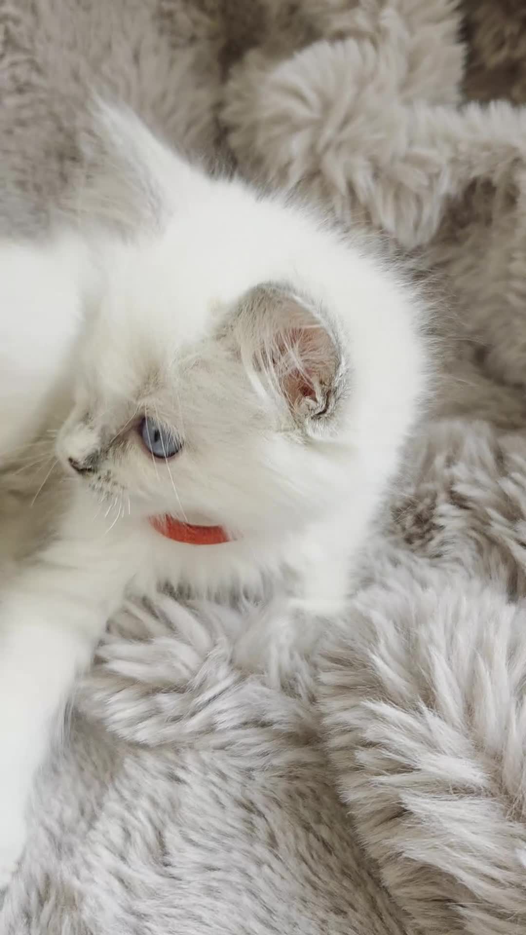 Ragdoll cats for sale: 🏆GCCF REG. EXTENSIVELY TESTED RAGDOLL KITTENS🌟 - Video 1