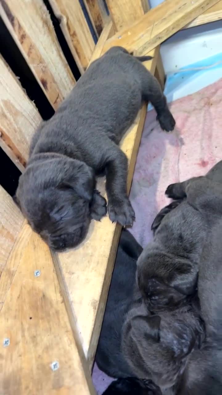 Cane Corso dogs for sale: Cane corso pups - Video 1