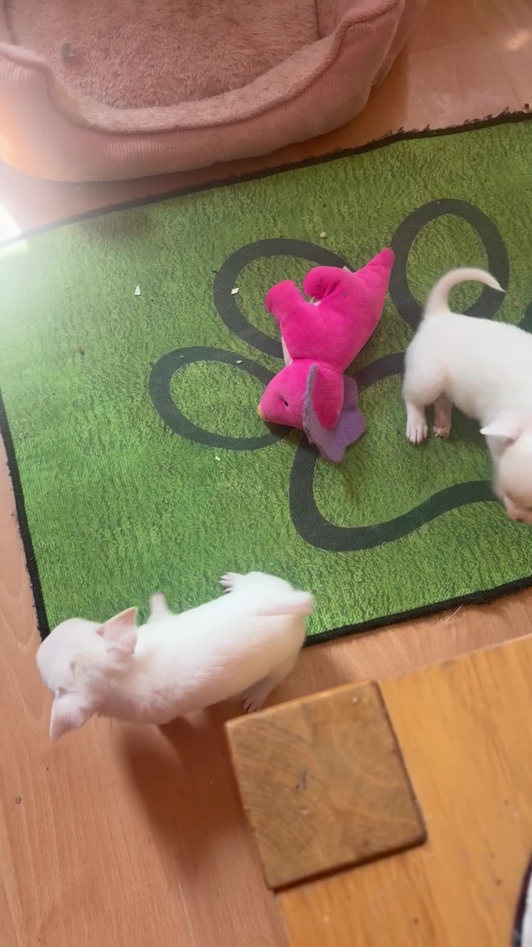 Chihuahua dogs for sale: Beautiful lively little boy  - Video 1