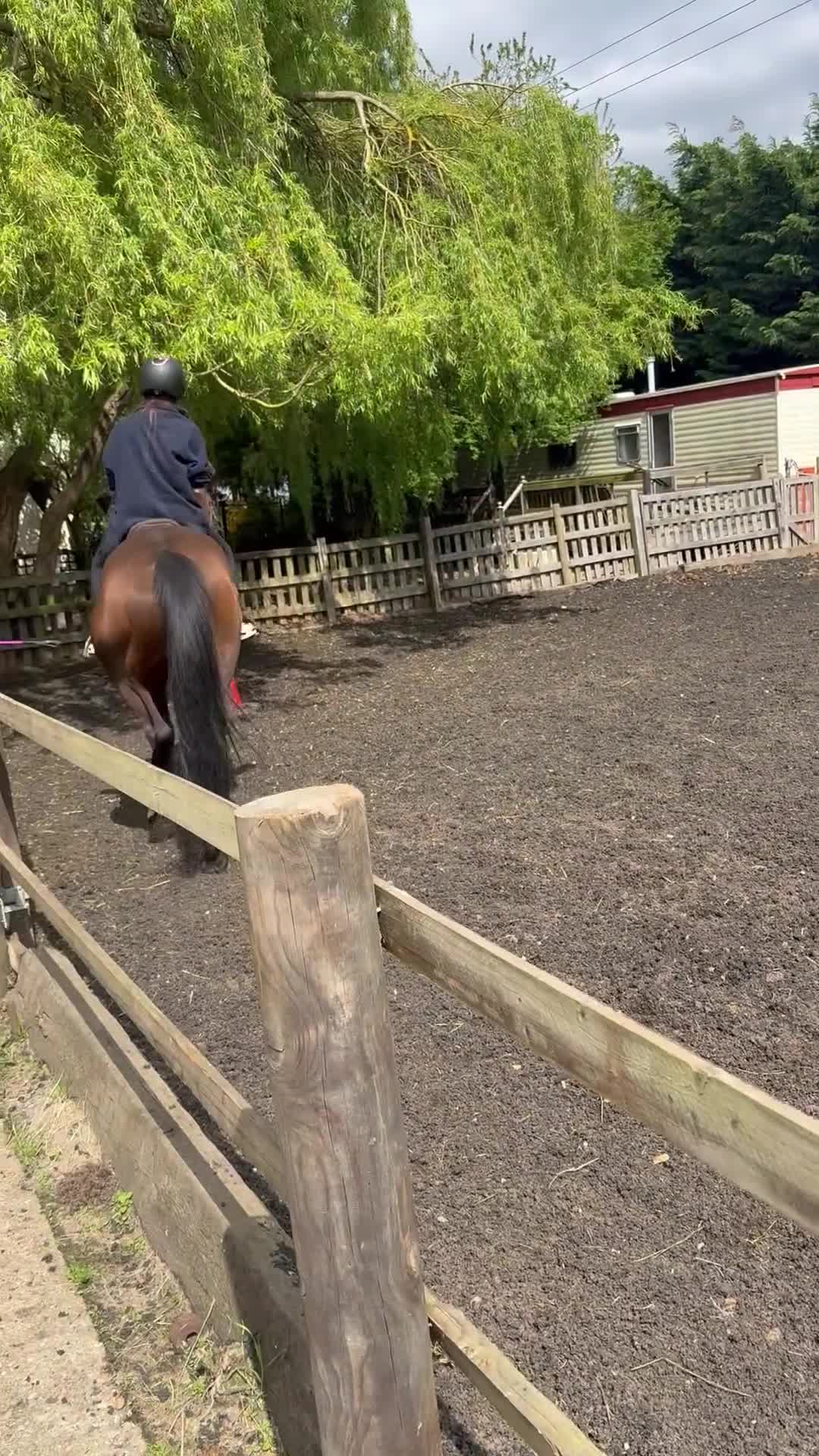 Other Breed horses for sale: School mistress/driving mare - Video 2