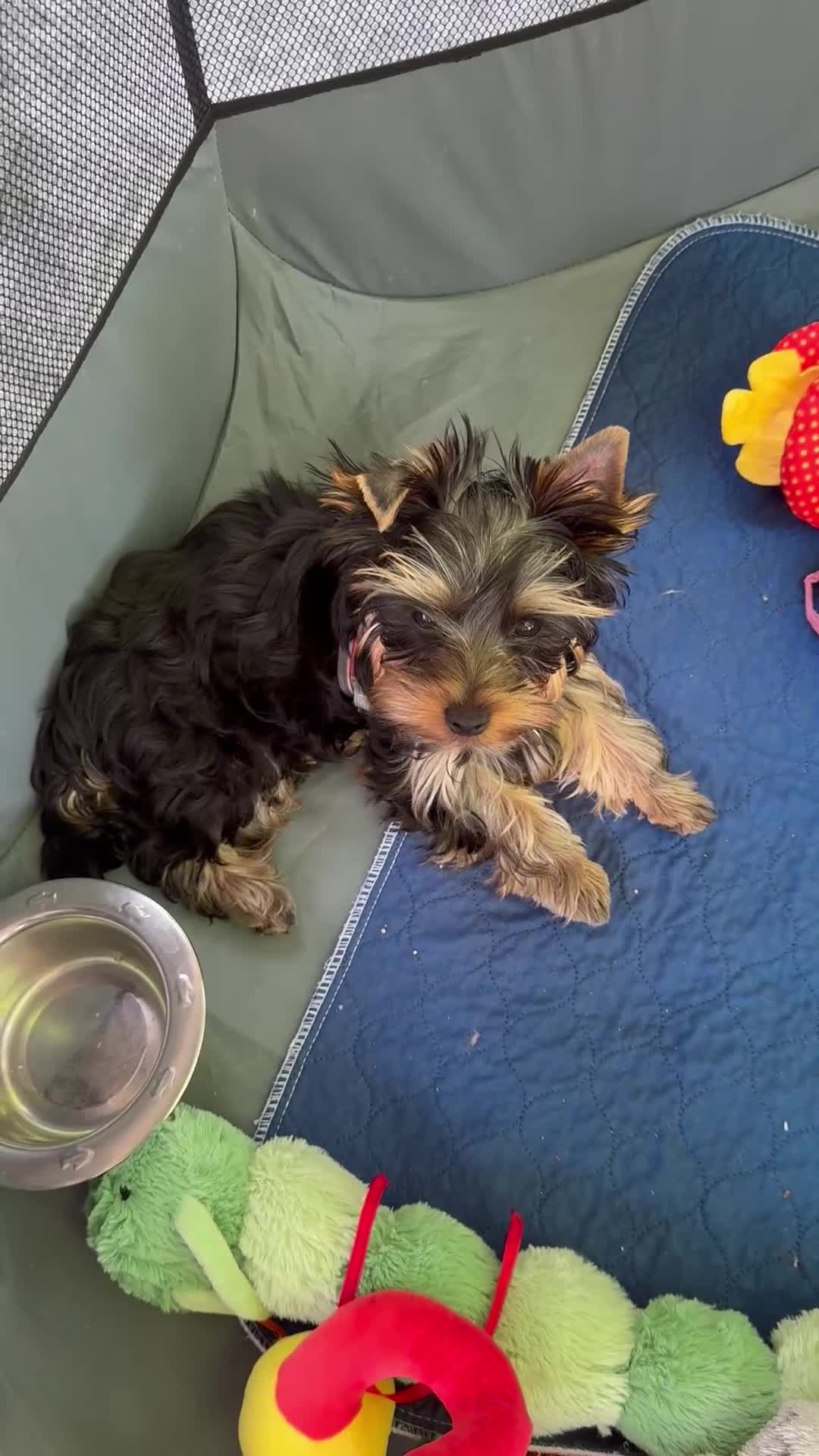 Yorkshire Terrier dogs for sale: Kennel Club Registered Female Yorkshire Terrier - Video 1