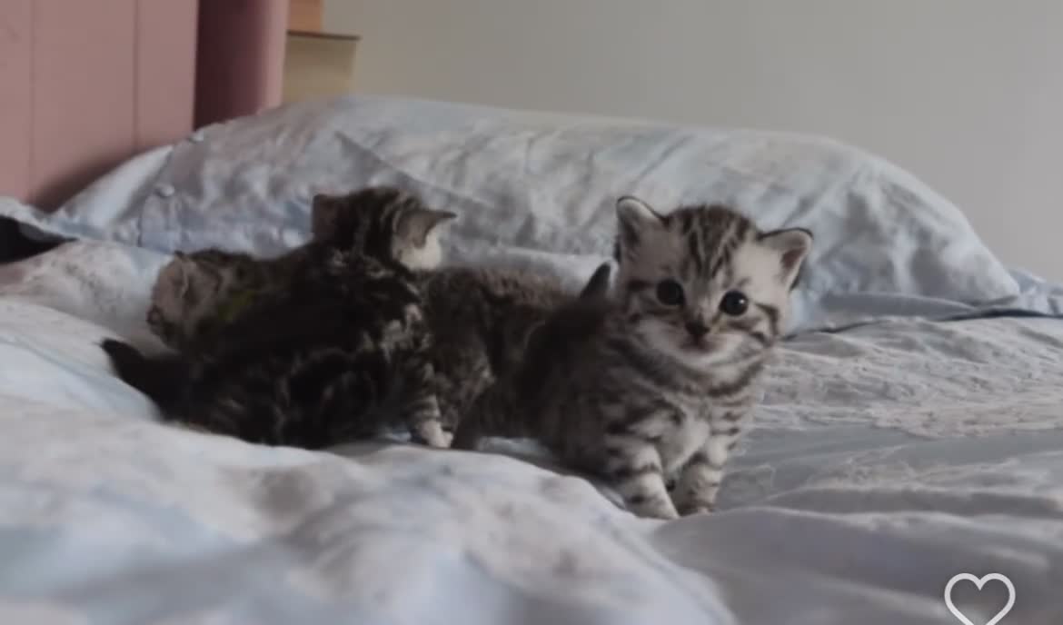 British Shorthair cats for sale: 🐾 Gorgeous GCCF British Shorthair Kittens 🐾 - Video 1