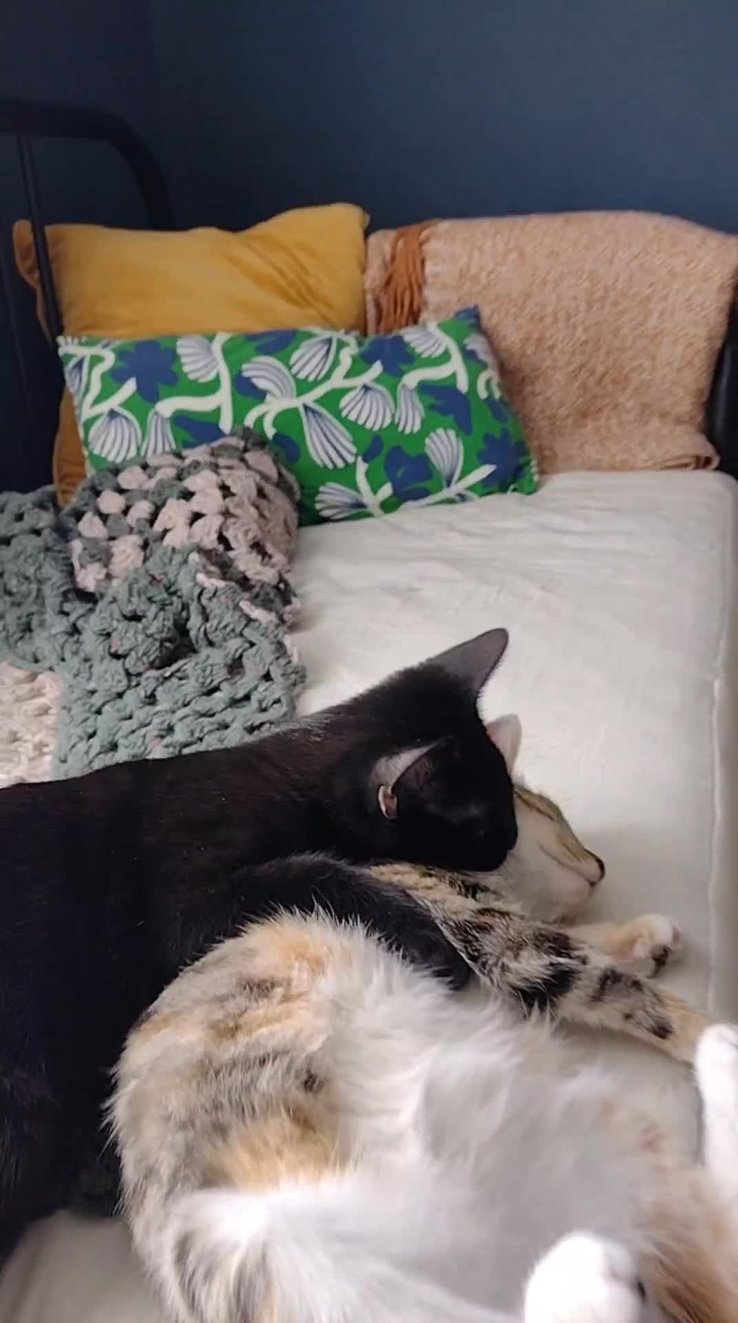 Domestic Shorthair cats for adoption: Lily & Boo, 5 month old kittens  - Video 1