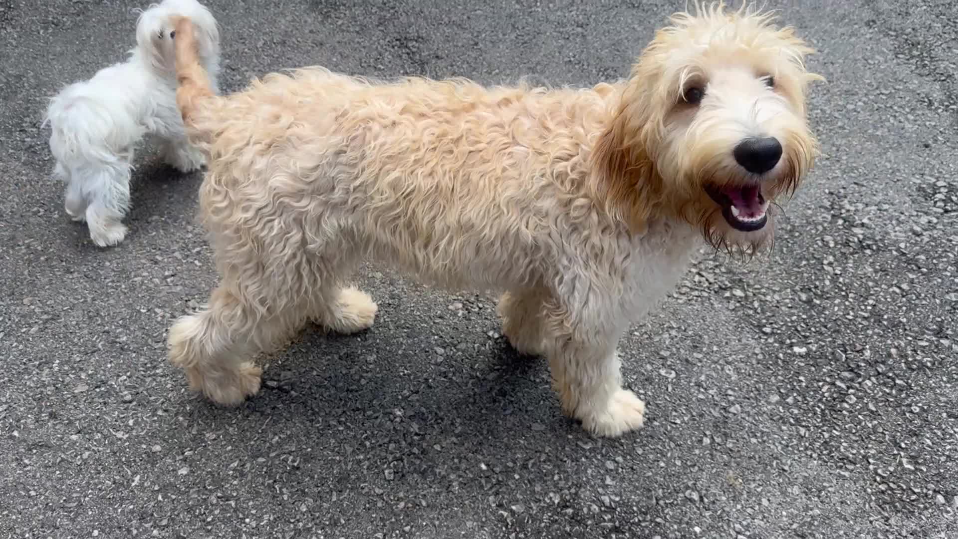 Goldendoodle dogs for sale: ONLY MR BROWN LEFT. HE’S GORGEOUS.  - Video 1