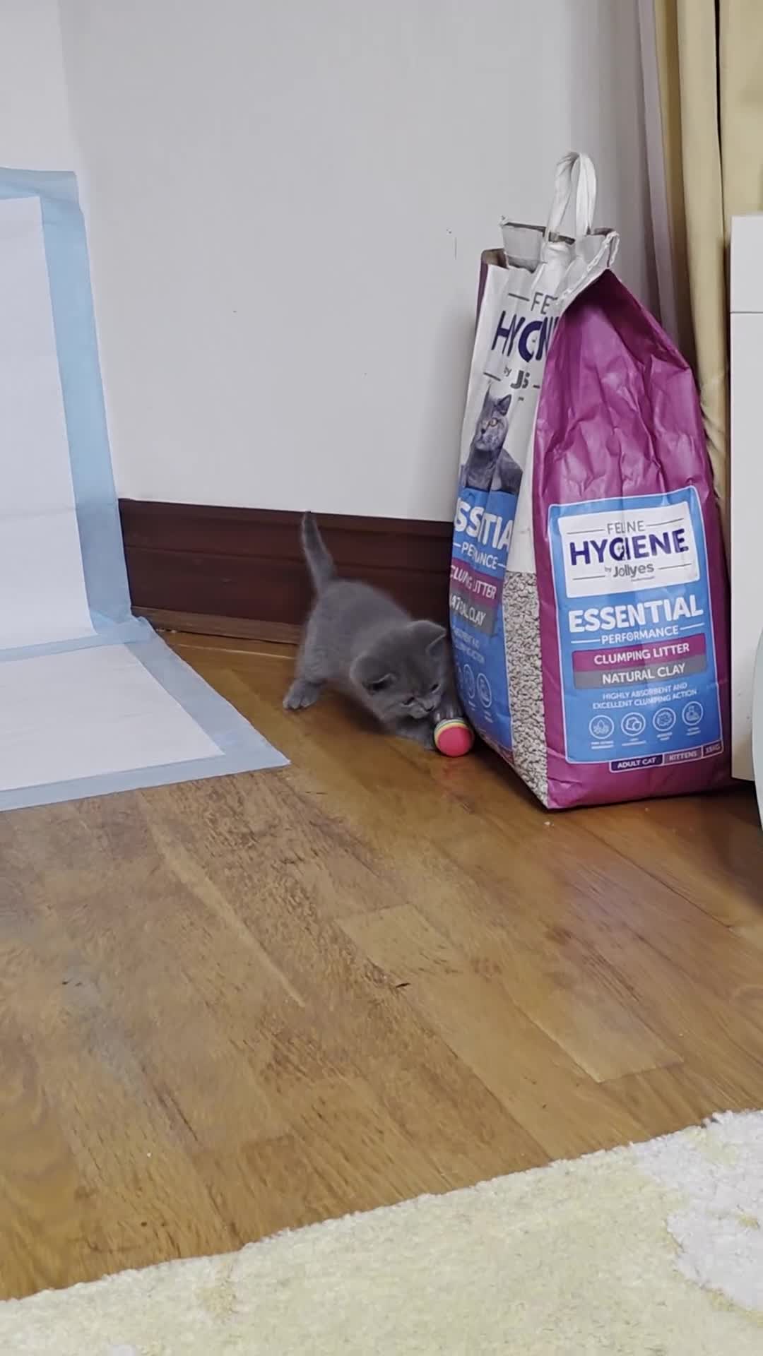 British Shorthair cats for sale: 🔥 Stunning British Shorthair Kittens to Reserve - Video 3