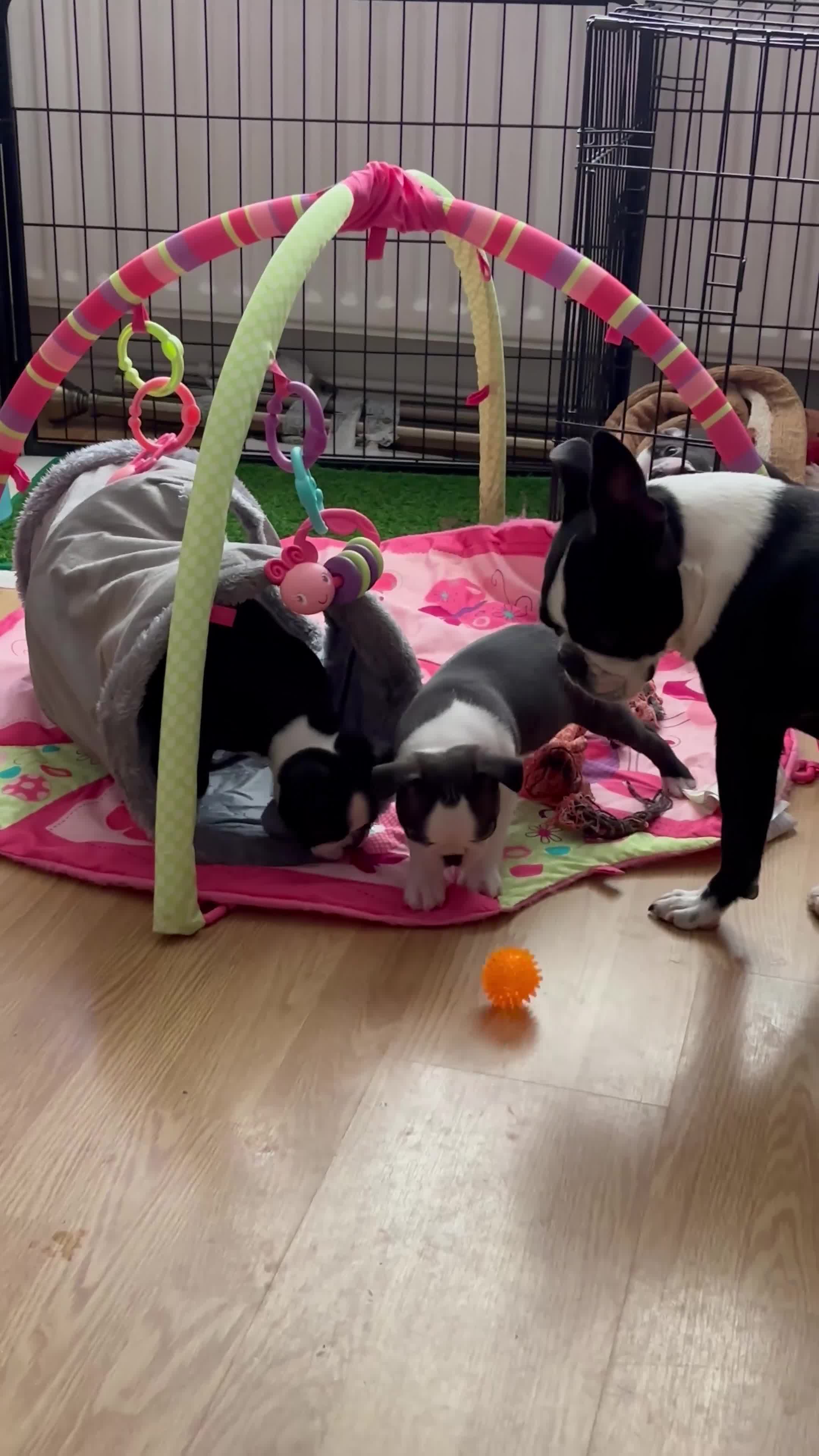 Boston Terrier dogs for sale: KC  Registered 🐕❤️🏠 Puupy 🐕💙🏠Boston Terrier  - Video 1