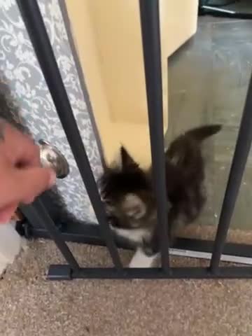 Mixed Breed cats for sale: Kittens  - Video 2