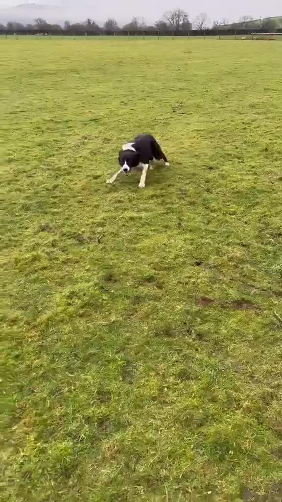 Border Collie dogs for sale: Buster  - Video 1