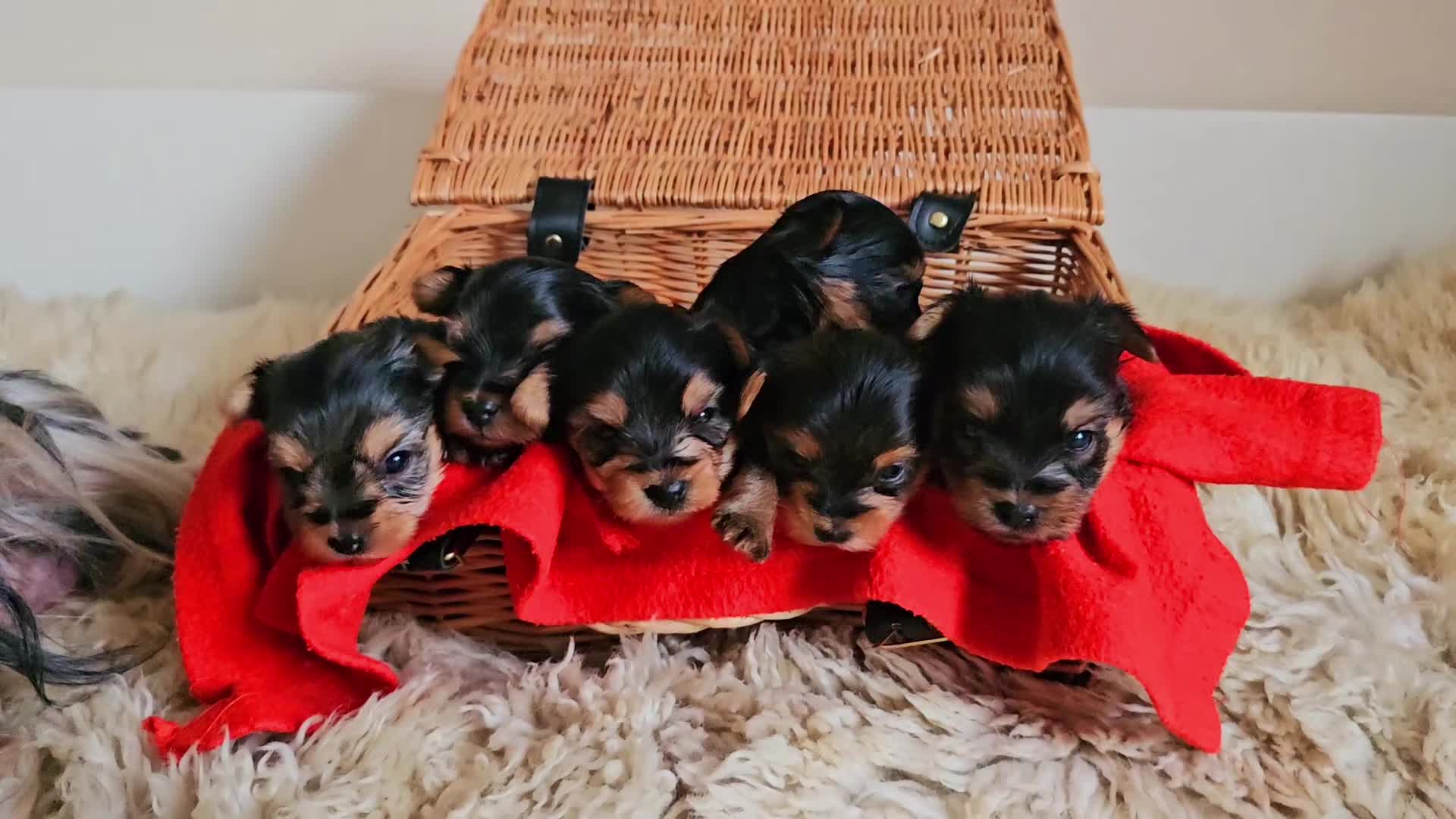 Yorkshire Terrier dogs for sale: True Miniature Yorkshire Terrier Puppies  - Video 1