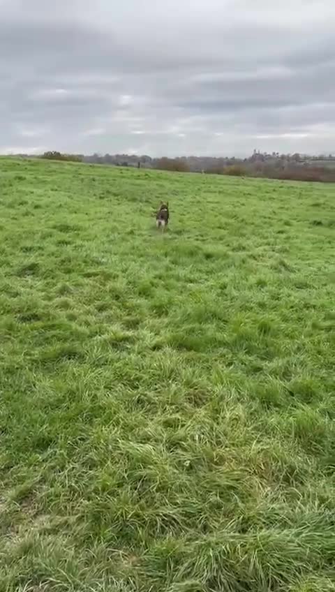 Mixed Breed dogs for adoption: Efa 🐾 would love a doggy sibling - Video 2