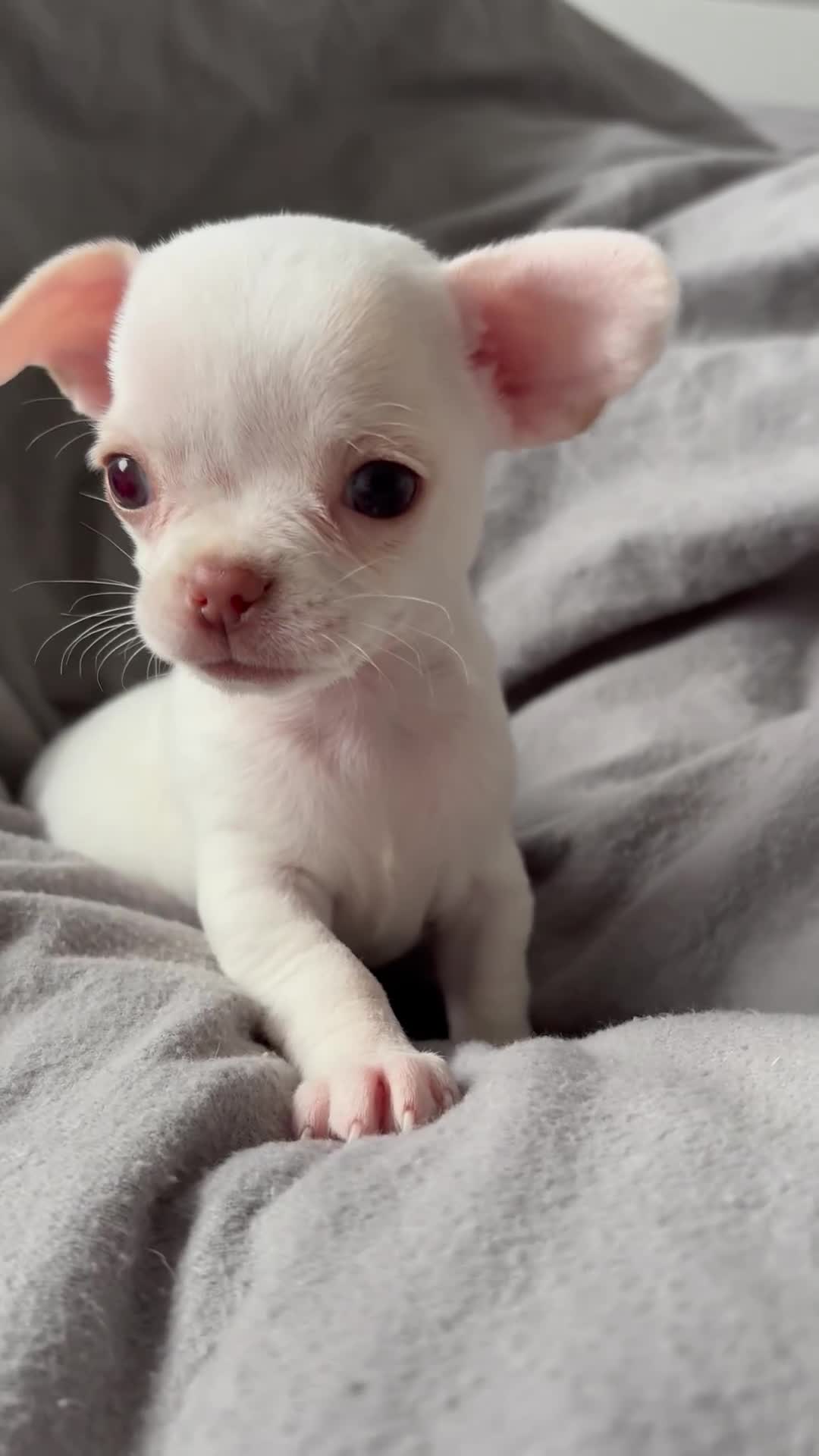 Chihuahua dogs for sale: Tiny chihuahua girl smooth coat - Video 2