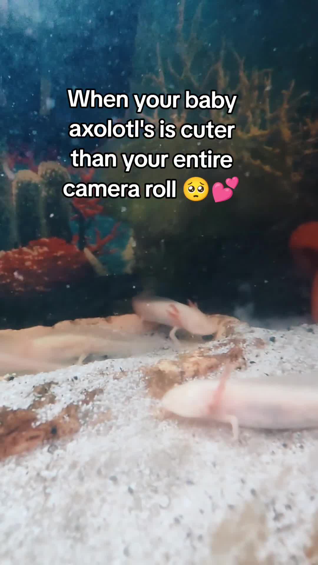 Axolotl reptiles for sale: Baby axolotl special offer. in Redditch - Video 1