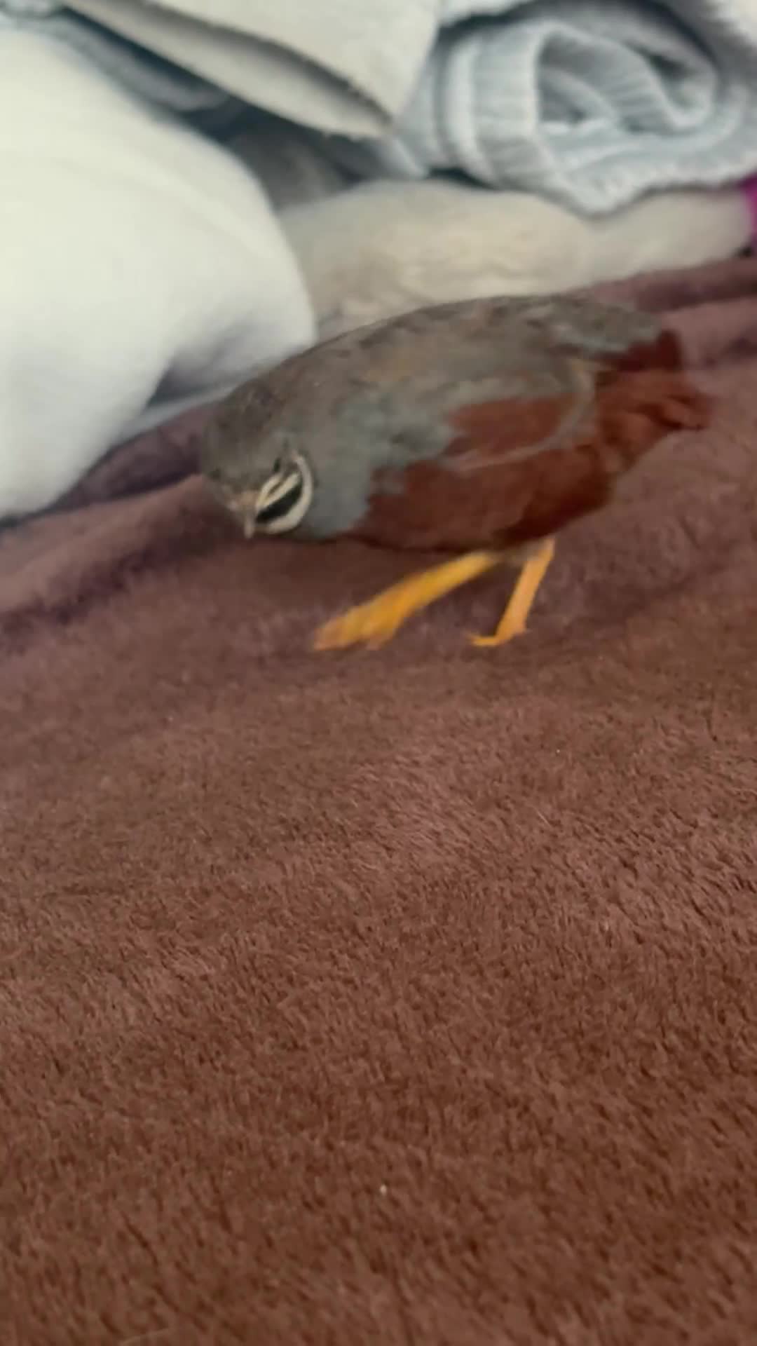 Quail poultry for sale: Male button quail - Video 1