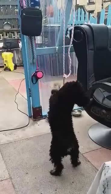 Miniature Poodle dogs for sale: female(Keisi) - Video 1