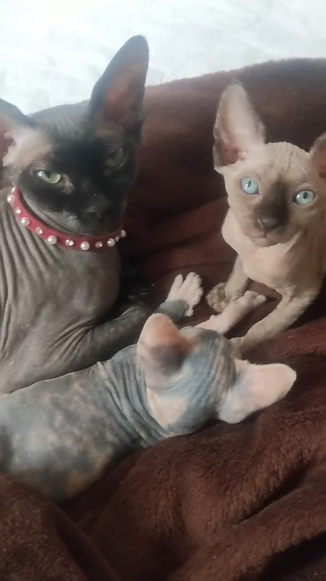 Sphynx cats for sale: Super beautiful Sphynx kittens  - Video 2